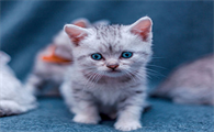 猫生跳蚤用什么办法可以解决