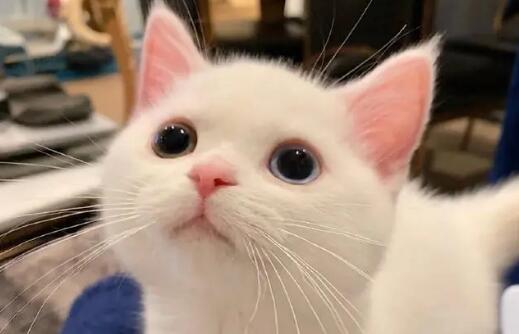 猫咪传腹症状是怎么引起的,有哪些预兆 猫咪传腹症状是怎么引起的,有哪些预兆