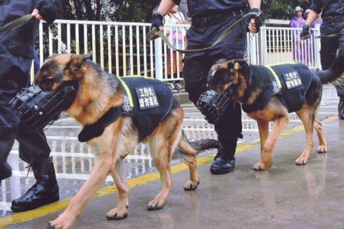 听说过防暴犬吗？你知道它是什么品种的狗狗吗？