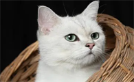 猫耳朵里有黄结块怎么回事