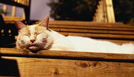 风铃花对猫咪有害吗
