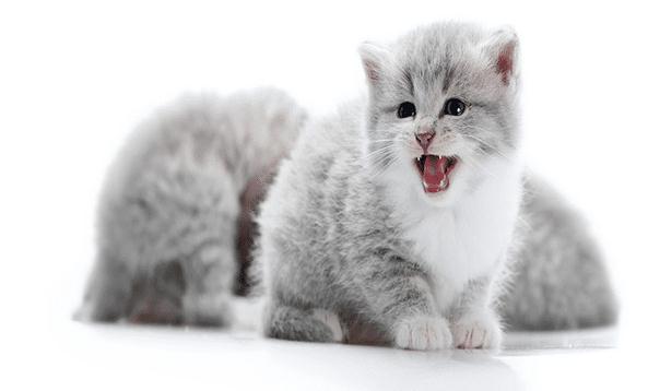 小猫身上长跳蚤怎么办