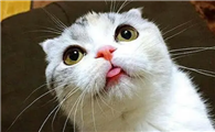 猫咪得猫瘟怎么办