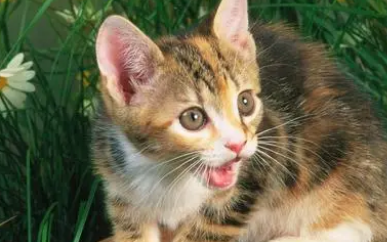 猫可以带铃铛项圈吗
