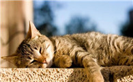 怎么给猫补充钙