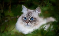 小猫可以吃鸡蛋吗