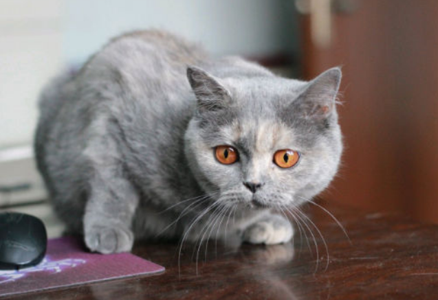 猫耳朵出血了怎么办