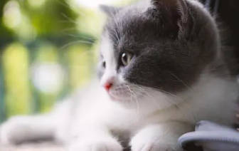 人感冒会传染给猫吗