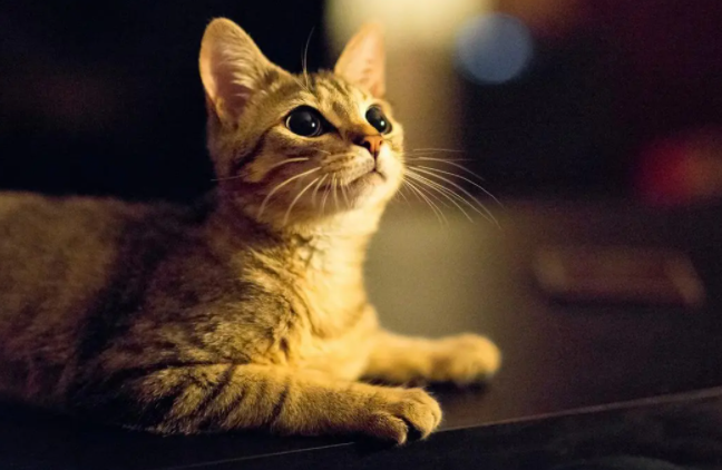 猫猫尿液是红色的是什么原因呢