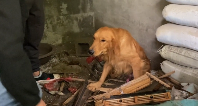 没空喂它，导致金毛吠叫扰民险被送进狗肉馆，狗主：你给我换只狗