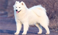 快来了解一下，幼犬怎么看出凶不凶？