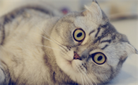 猫吃维生素c一顿吃多少