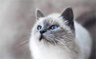 猫咪感冒能自愈吗