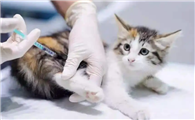 家猫需要打狂犬疫苗吗