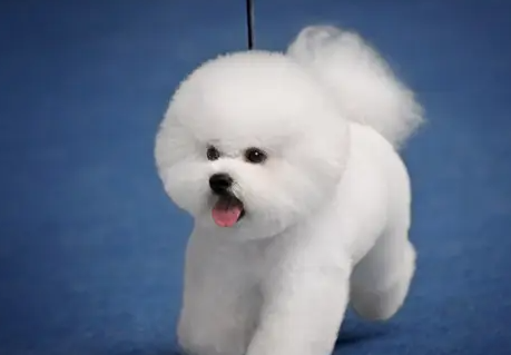 比熊犬的寿命长吗？有多久呢？