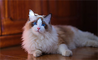 猫咪便便干硬怎么解决