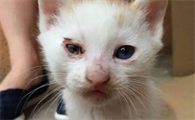 猫眼睛流脓怎么回事