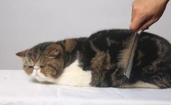 猫身上有跳蚤怎么办 猫身上有跳蚤怎么办