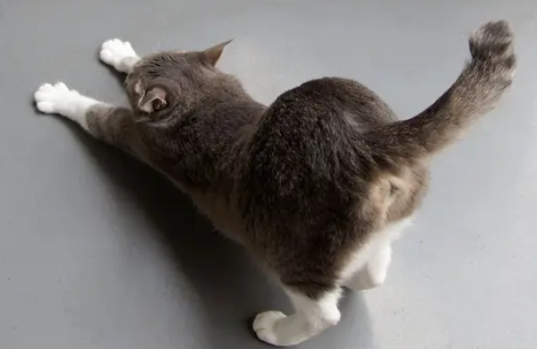 猫体外驱虫后没精神嗜睡不吃饭 猫体外驱虫后没精神嗜睡不吃饭