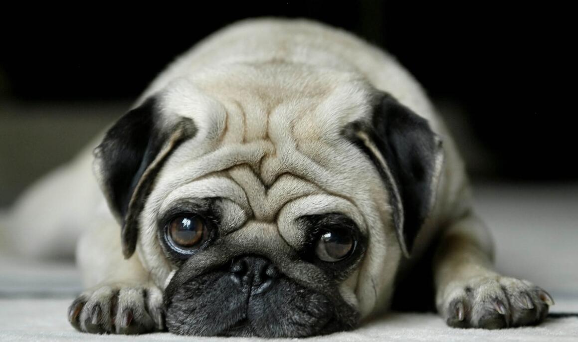 养巴哥犬的好处与坏处,全面了解后就可以考虑入手啦~ 养巴哥犬的好处与坏处,全面了解后就可以考虑入手啦~