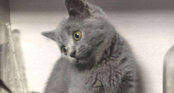 蓝猫折耳好还是立耳猫好?新手朋友们来看看 蓝猫折耳好还是立耳猫好?新手朋友们来看看