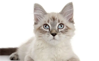 猫鼻子上长黑色结块怎么办