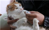 小猫长跳蚤怎么办