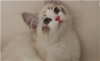 猫咪被粘苍蝇的胶粘到怎么洗掉