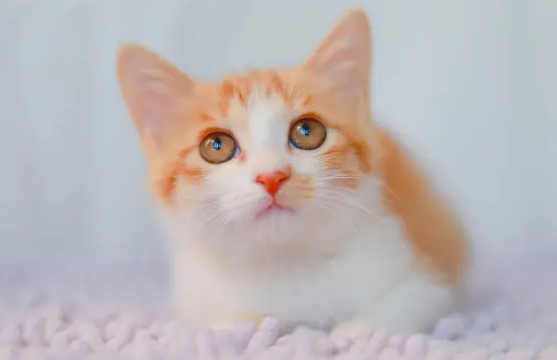 猫pcr五项能检测出什么疾病