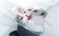 猫耳朵里面有褐色粘稠的东西要用什么药