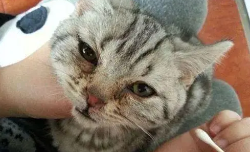 猫眼屎突然多是什么原因引起的怎么办