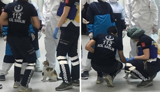 猫妈妈咬住幼猫去医院喊“救命”,得到一条龙服务,留在医院报恩 猫妈妈咬住幼猫去医院喊“救命”,得到一条龙服务,留在医院报恩