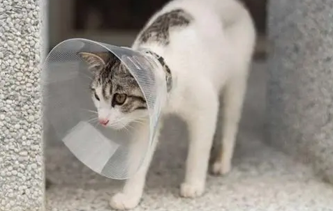 猫生癞子怎么治疗最好