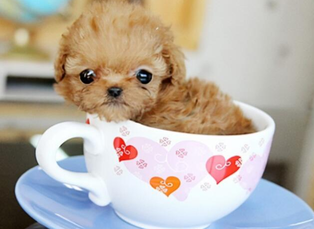 茶杯犬多少钱一只