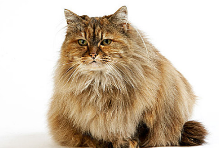 猫咪最适合吃什么鱼类 猫咪最适合吃什么鱼类