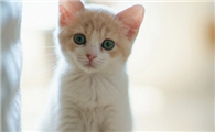 猫咪趾间炎会传染吗