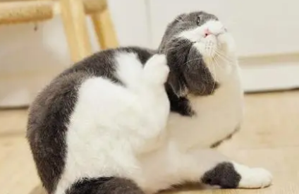 猫咪驱虫多久一次