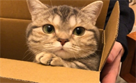 小猫有必要吃化毛膏吗