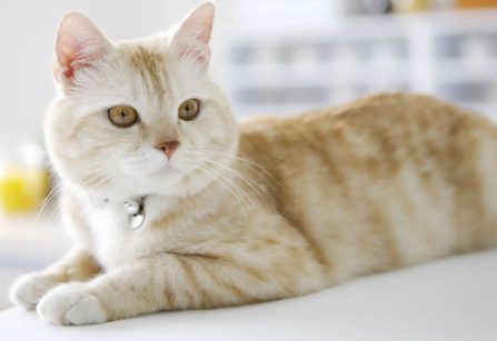猫便便成型有粘液带血怎么回事 猫便便成型有粘液带血怎么回事