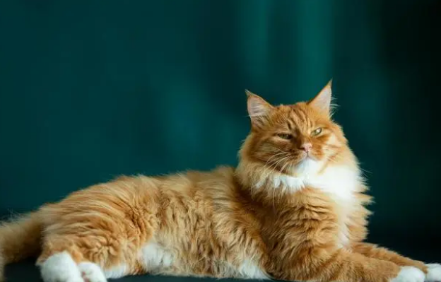猫咪拉肚子还呕吐是怎么回事 猫咪拉肚子还呕吐是怎么回事