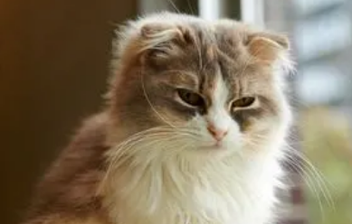 猫咪对主人有感情吗 猫咪对主人有感情吗