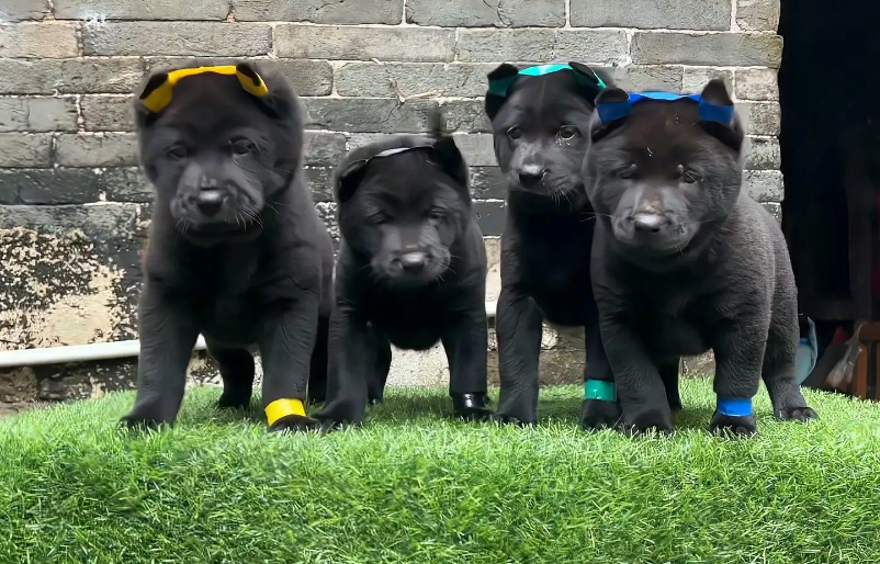 五黑犬长大的样子