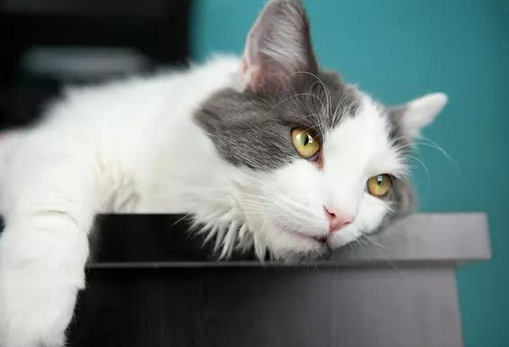猫突然之间吐了是怎么回事 猫突然之间吐了是怎么回事