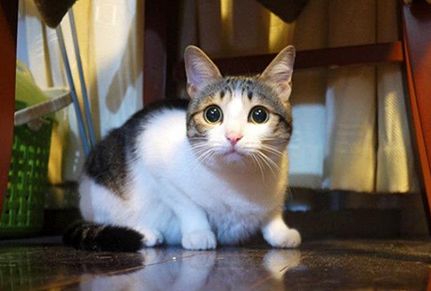 兄妹猫生下的小猫能养活吗 兄妹猫生下的小猫能养活吗