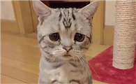 猫拉屎有点稀正常吗