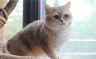 猫腹部有个大圆球硬物怎么办