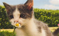 小猫眼睛流脓睁不开,用红霉素眼膏可以吗