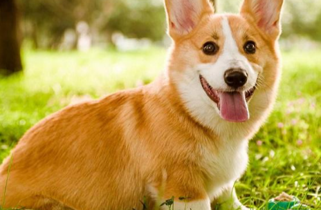 柯基犬的性格与特点