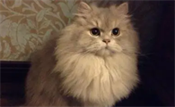 小猫不吃东西怎么办