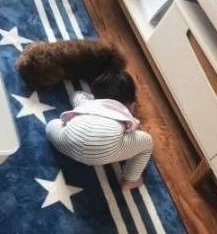 小主人的球掉桌底了,小泰迪立马上前帮忙:你要啥,我帮你拿 小主人的球掉桌底了,小泰迪立马上前帮忙:你要啥,我帮你拿